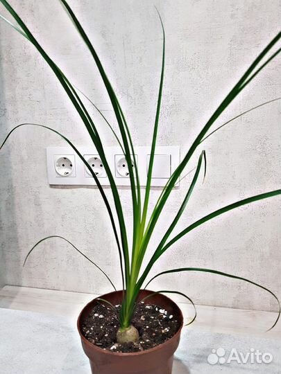 Агава, Бокарнея нолина