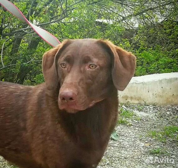 Молли и Луна ищут дом