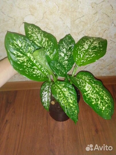 Спацифилум джемени, диффенбахия