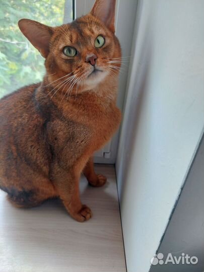 Абисинский кот для вязки