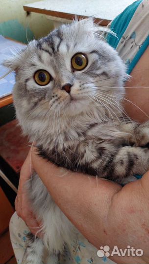 Шотландский котик в дар