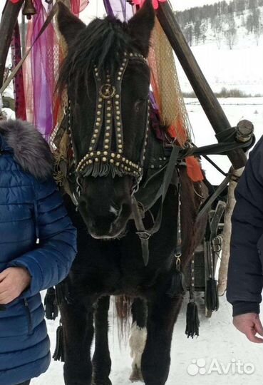 Сбруя для лошади