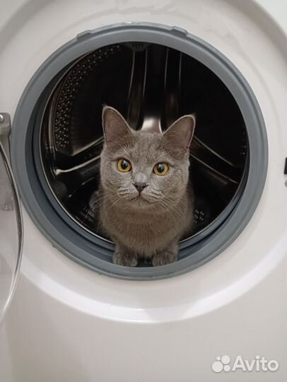 Кошка Кира