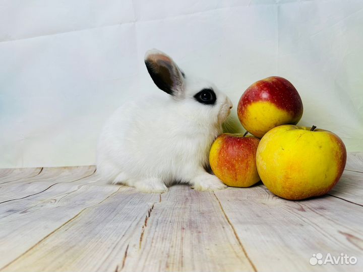 Ручные карликовые крольчата мини