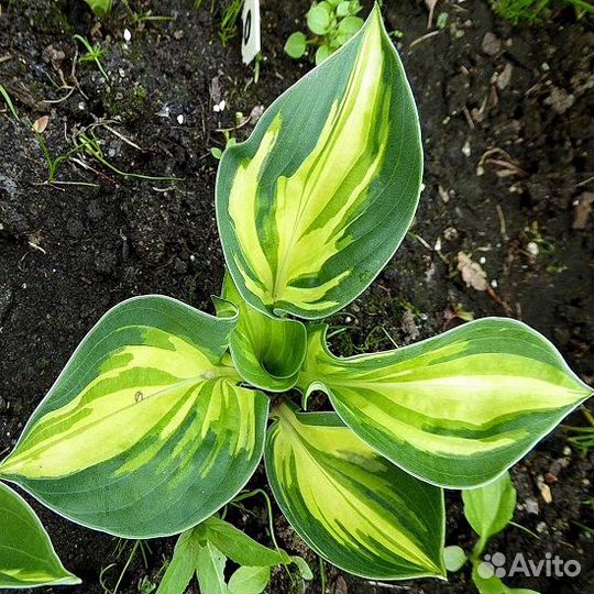 Хосты. Лучшие и экзотические сорта