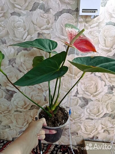 Антуриум Коро (домашний куст )