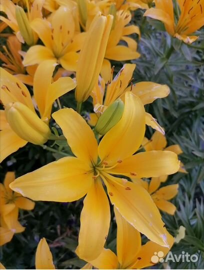 Лилии луковицы