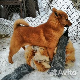 финский шпиц - Купить недорого собаку или щенка🐕 во всех регионах | Цены  на собак разных пород | Авито