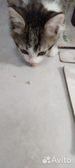 Отдам в добрые руки