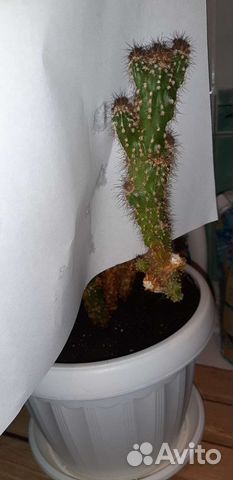 Скалистый кактус детка