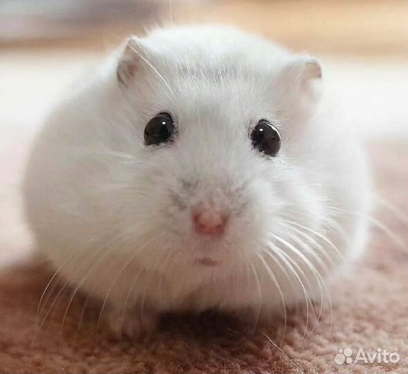 Разноцветные джунгарские хомячата