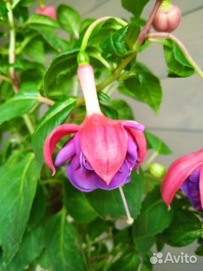 Комнатные цветы