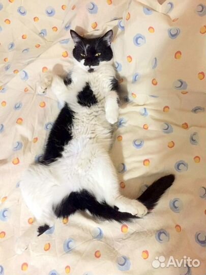 Ласковая кошка Кэнди