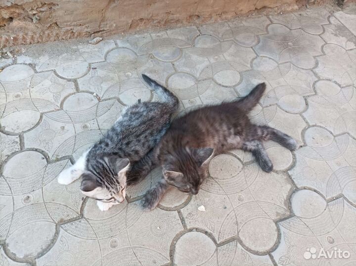 Кошечки Дымка и Мурка в добрые руки, 3-месячнве
