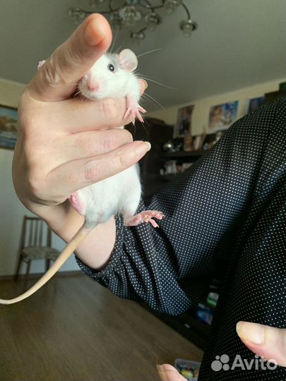 Крыса дамбо