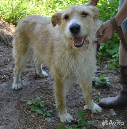 Забавная Фрося