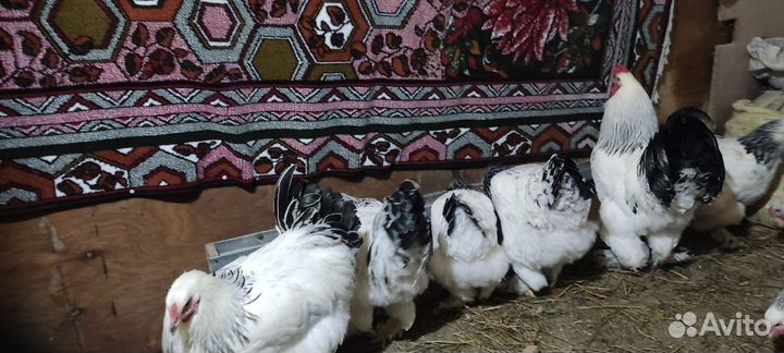 Куры Колумбийская брама