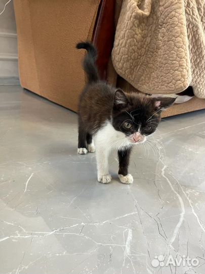 Кошка в дар бесплатно