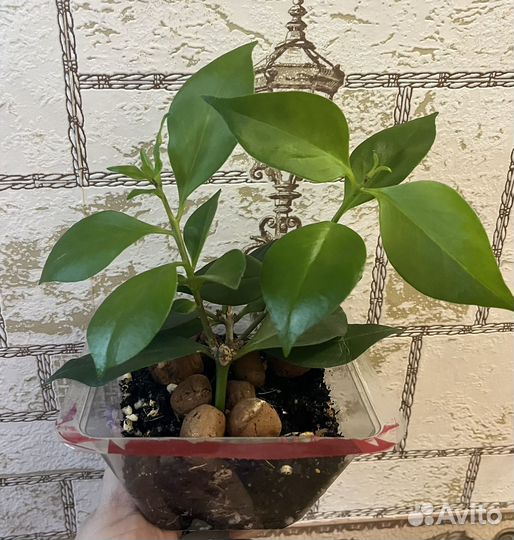 Эсхинантус 