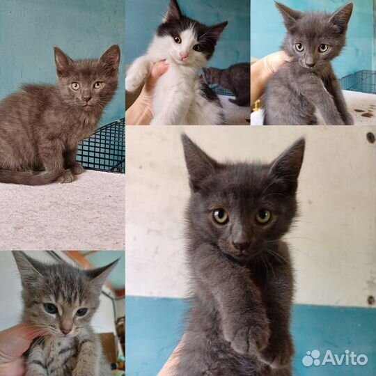 Котята в добрые руки