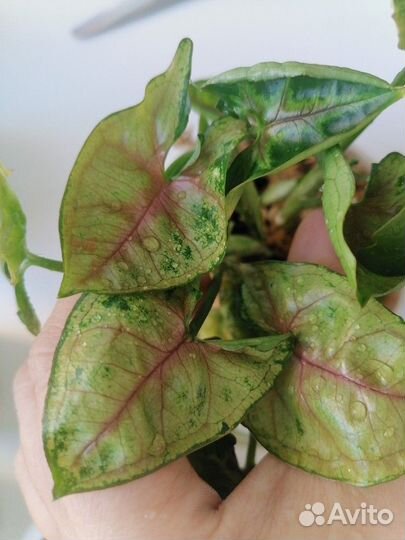 Сингониум тиффани