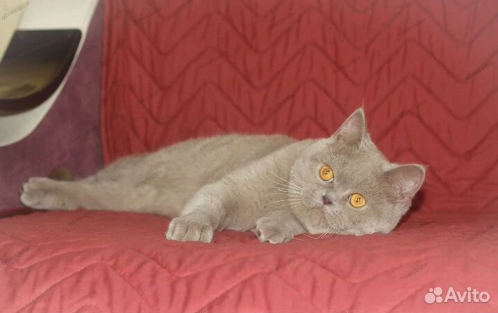 Временно открыт для вязки