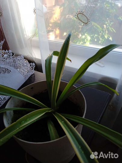 Хлорофитум