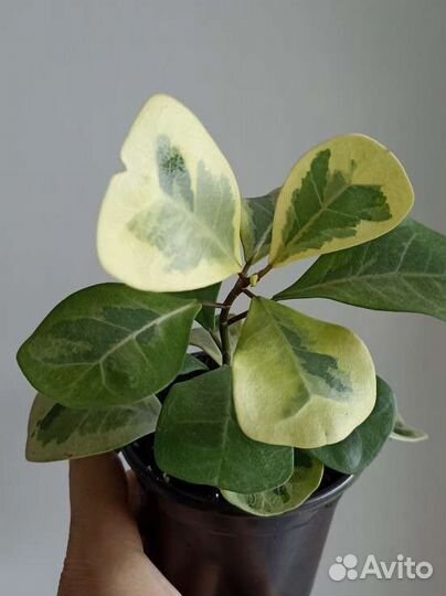 Фикусы Комнатные растения Большие