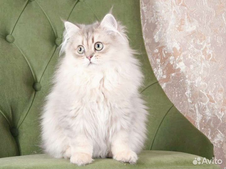 Британская шиншилла