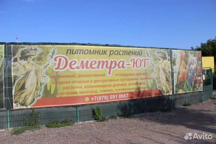 Саженцы декоративных, лиственных, плодовых и т.д