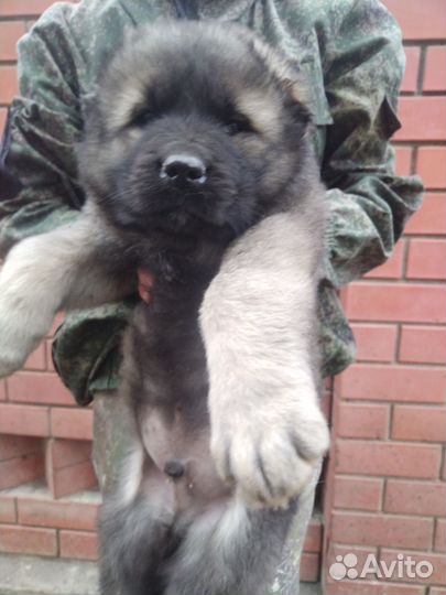 Кавказская овчарка