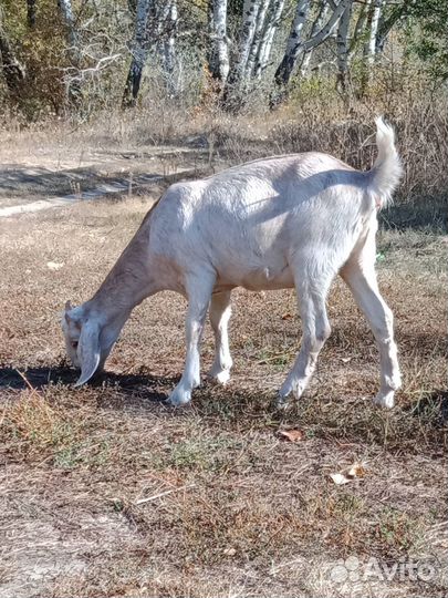Чистопородные нубийские козлики и козочки