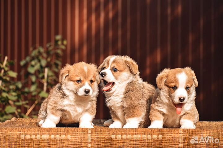 Щенки