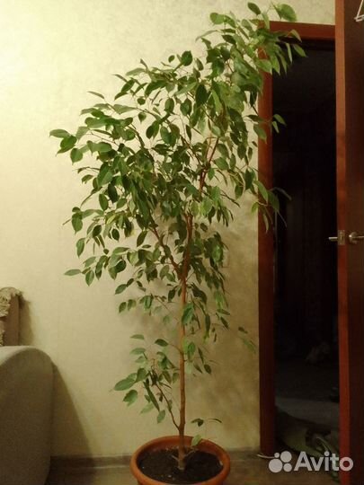 Продам фикус длина 1,7м