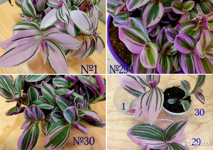 Традесканции более 20сортов. Отправлю почтой