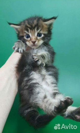 Мейн Кун котики