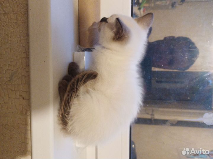 Меконгский бобтейл