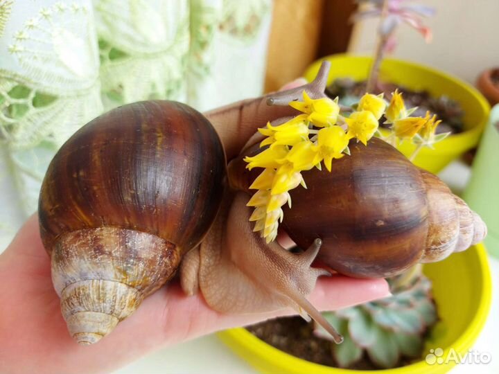 Улитки архахатины