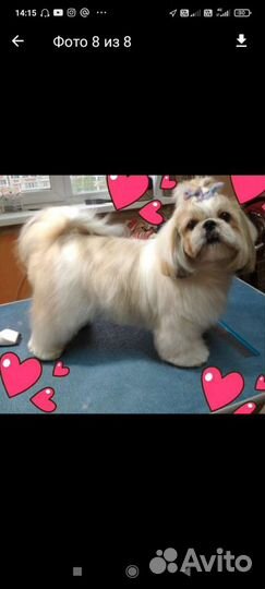 Стрижка собак и кошек