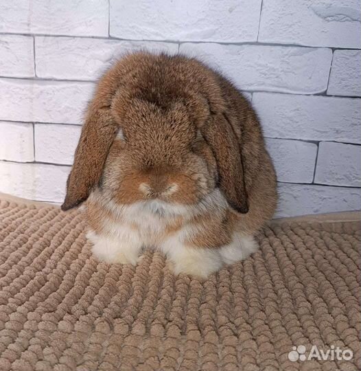 Шикарный самец минилоп от импортного отца