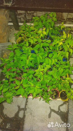 Саженец абрикоса