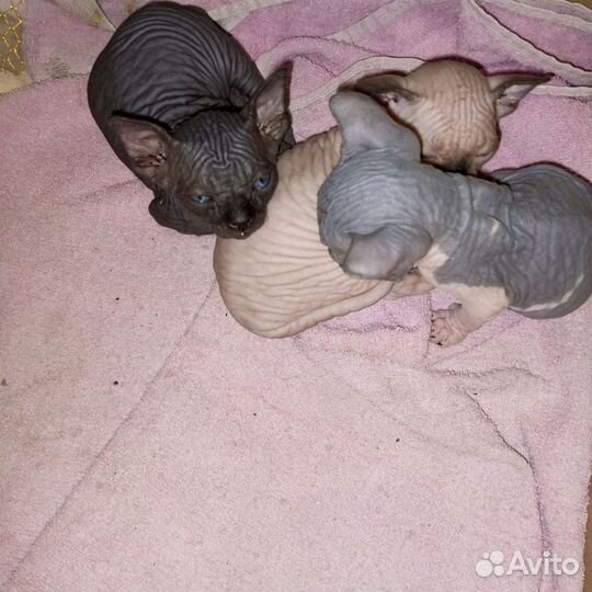 Канадский сфинкс котята