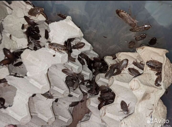 Мраморные тараканы, корм для стрижей/рептилий