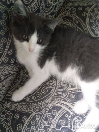 Котенок в добрые руки