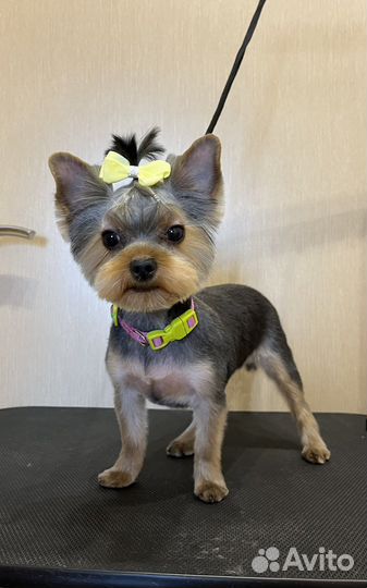 Груминг в Солнечном. Стрижка собак