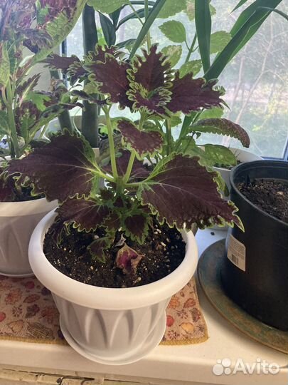 5 сортов колеусов в горшках