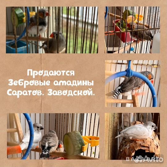 Амадины зебровые (австралийские воробьи)