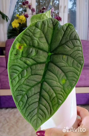 Алоказия Мело,Небула, Одора