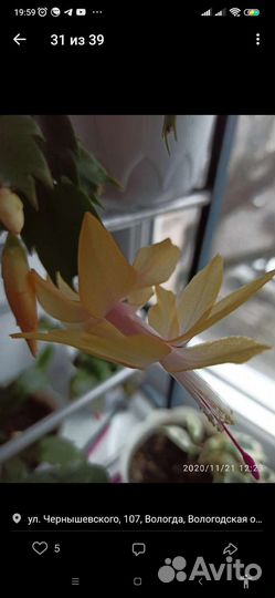 Декабрист шлюмбергера