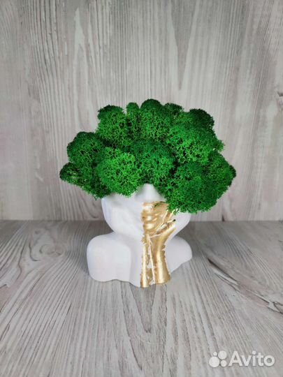 Кашпо Майя со стабилизированным мхом